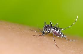 Read more about the article Boletim da dengue e gripe