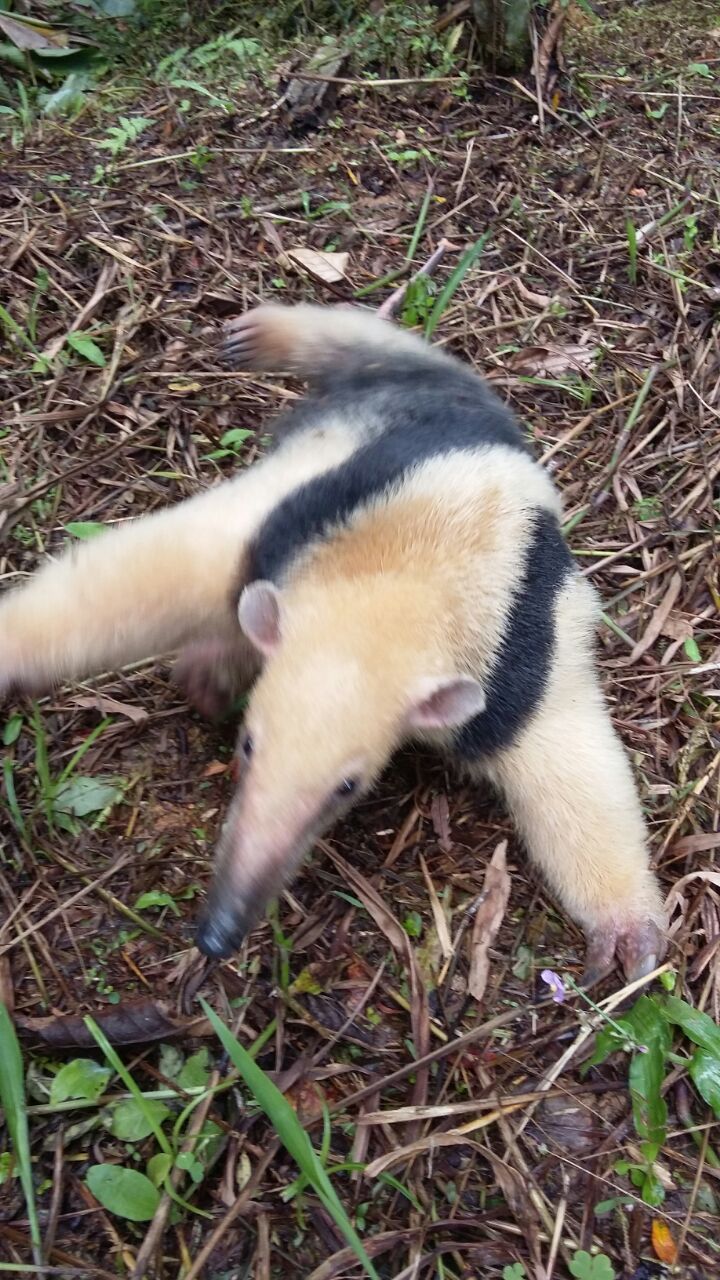 Read more about the article Fujama busca estrutura para a captura de animais peçonhentos e silvestres