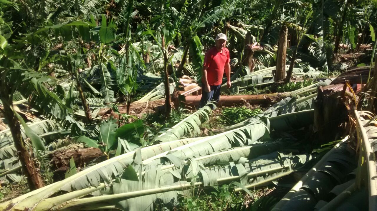 You are currently viewing Prejuízo com bananais atingidos por temporal em Corupá deve passar de R$ 1 milhão