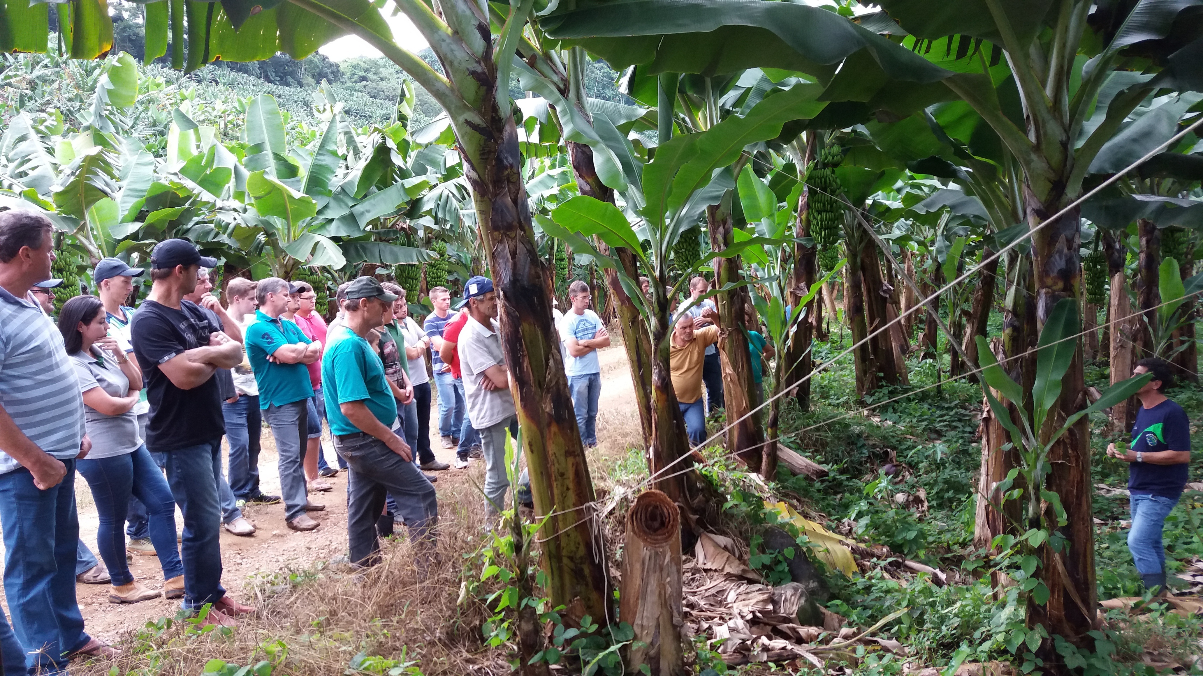 You are currently viewing Bananicultores e agricultores participam da Tarde de Campo em Corupá