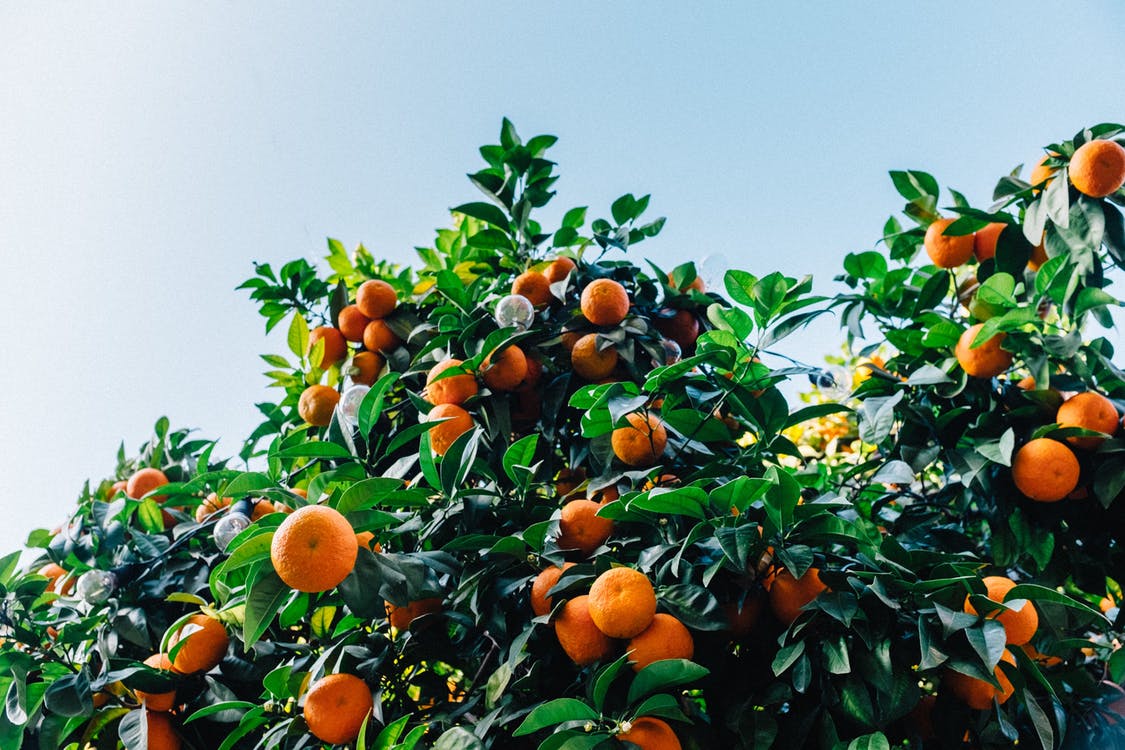 Read more about the article Feira de Árvores Frutíferas e Ornamentais