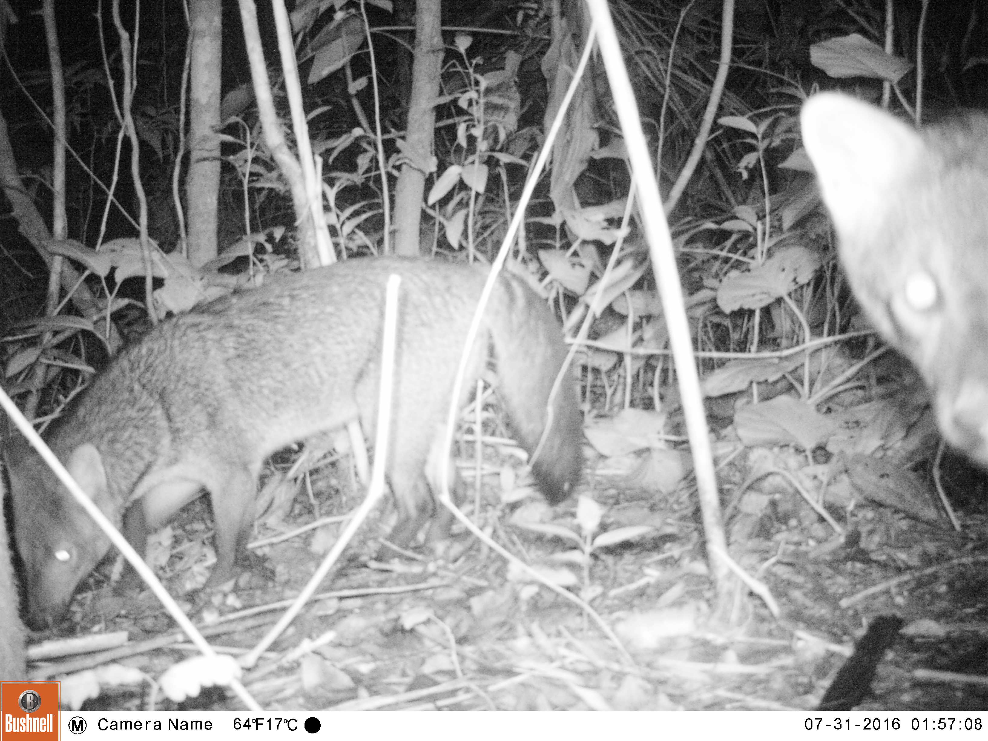 Read more about the article Começa o levantamento da fauna do Morro Boa Vista