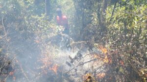 Read more about the article Corpo de Bombeiros Militar e Defesa Civil combatem incêndio florestal em Barra Velha