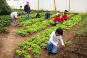 Read more about the article Horta orgânica complementa alimentação de alunos em Barra Velha