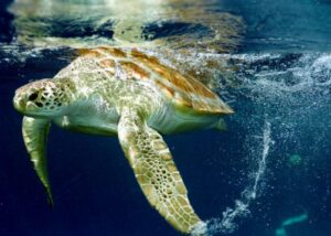 Read more about the article Campeonato de surfe alerta para preservação das tartarugas marinhas em Barra Velha