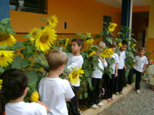 Read more about the article Sementes de girassóis cresceram e são objeto de estudo dos alunos do Jardim II da Escola Aluísio