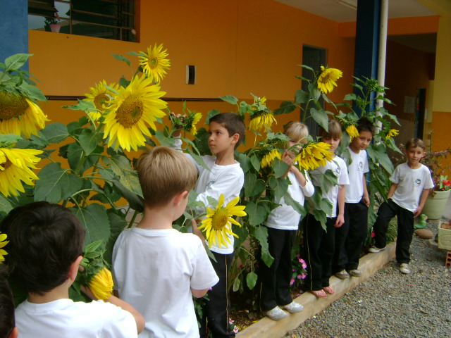 You are currently viewing Sementes de girassóis cresceram e são objeto de estudo dos alunos do Jardim II da Escola Aluísio