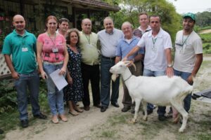 Read more about the article Agricultura começa a distribuição de cabras