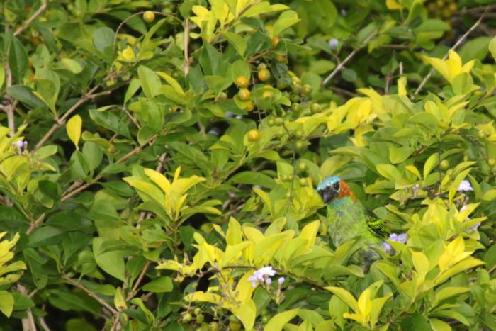 You are currently viewing Fujama promove concurso de fotografia “Aves em Foco”