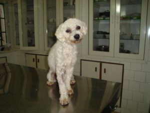 Read more about the article Cachorro Poodle aguarda adoção