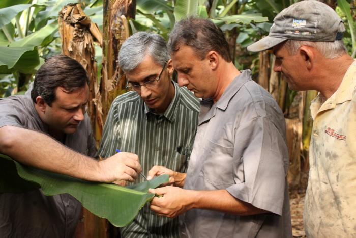 You are currently viewing Jaraguá implanta sistema de monitoramento de pragas em bananais