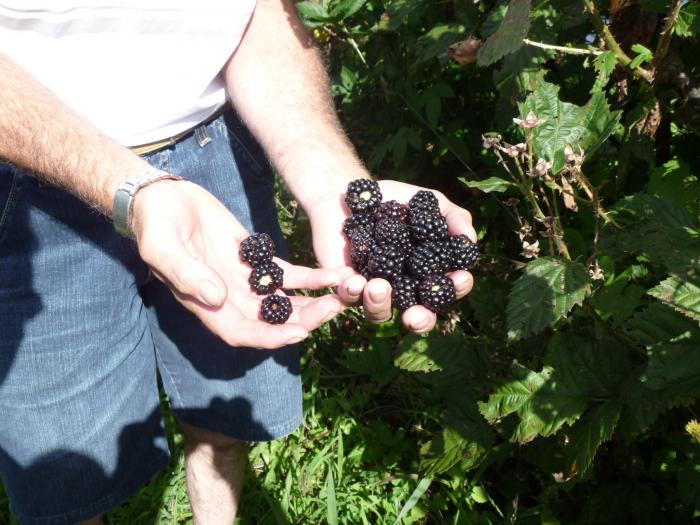 Read more about the article Jaraguá terá pomares de amora-preta