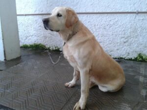 Read more about the article Cão labrador, de três anos, aguarda um novo lar