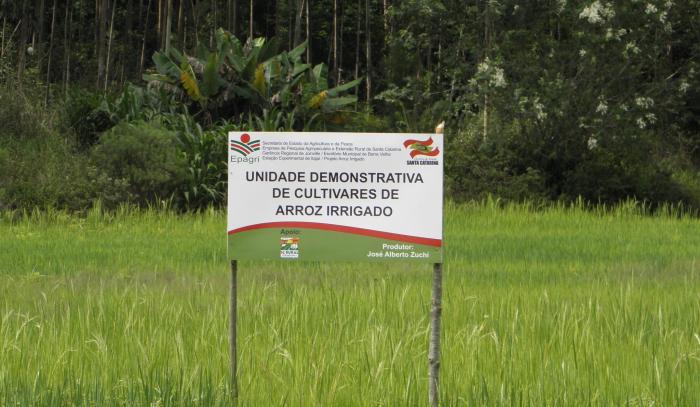 You are currently viewing Unidade demonstrativa participativa de cultivares de arroz irrigado