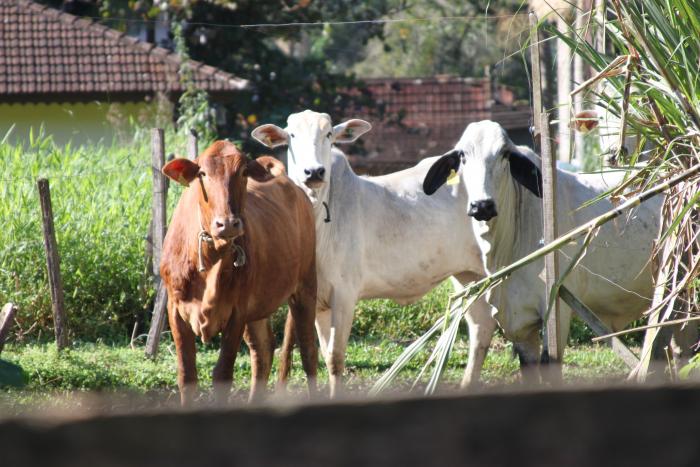 You are currently viewing Programa de inseminação artificial completa 25 anos em Jaraguá do Sul