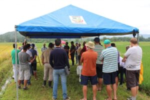 Read more about the article Dia de Campo do Arroz movimenta produtores jaraguaenses