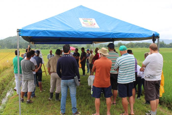 You are currently viewing Dia de Campo do Arroz movimenta produtores jaraguaenses