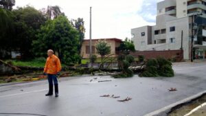 Read more about the article Temporal causa queda de árvores em diversos pontos da cidade