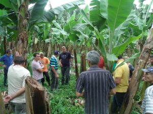 Read more about the article Dia de Campo em Bananicultura movimentou produtores jaraguaenses